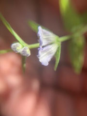 Scutellaria galericulata