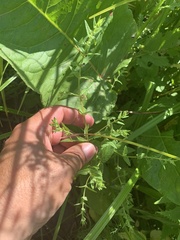 Scutellaria galericulata