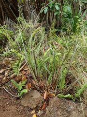 Schizachyrium condensatum