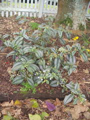 Strobilanthes auriculata dyeriana