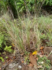 Andropogon bicornis