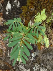 Euphorbia celastroides