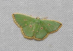 Comostola nereidaria