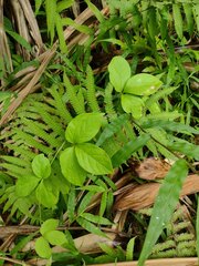 Dioscorea pentaphylla