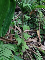 Dioscorea pentaphylla