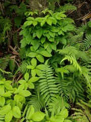 Dioscorea pentaphylla