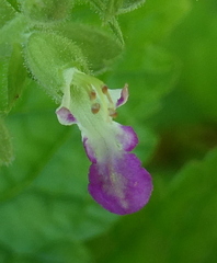 Teucrium viscidum