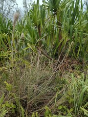 Andropogon bicornis