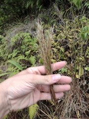 Schizachyrium condensatum