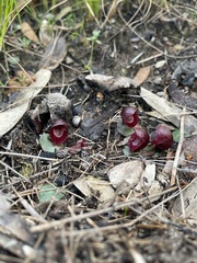Corybas undulatus