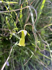 Codonopsis kawakamii