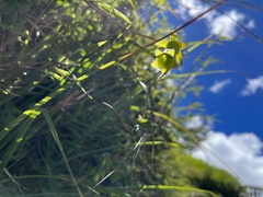 Codonopsis kawakamii