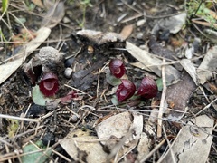 Corybas undulatus