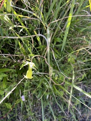 Codonopsis kawakamii