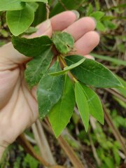 Wikstroemia