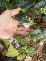 Strobilanthes auriculata dyeriana