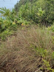 Andropogon bicornis