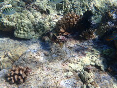 Parupeneus multifasciatus