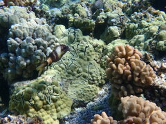 Parupeneus multifasciatus