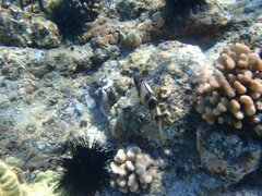 Parupeneus multifasciatus