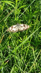Melanargia galathea