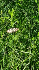 Melanargia galathea