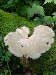 Polyporus fagicola