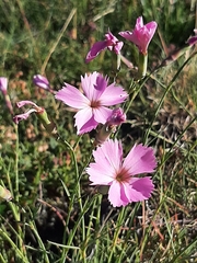 Dianthus saxicola