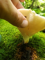 Polyporus fagicola