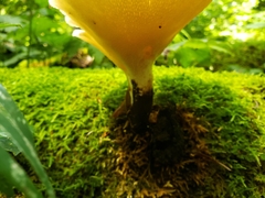 Polyporus fagicola