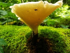 Polyporus fagicola