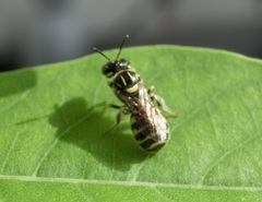 Ceratina