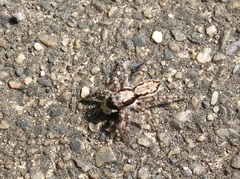 Menemerus bivittatus