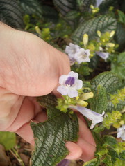 Strobilanthes auriculata dyeriana