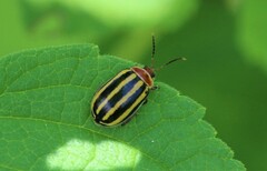 Kuschelina tenuilineata