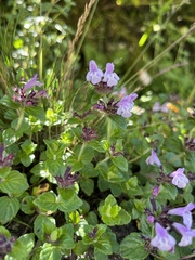 Clinopodium laxiflorum