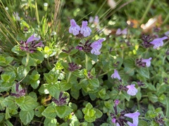 Clinopodium laxiflorum
