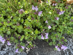 Clinopodium laxiflorum