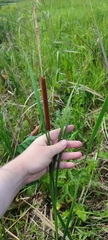 Typha linnaei