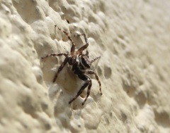 Menemerus bivittatus