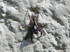 Menemerus bivittatus