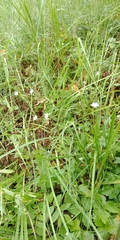 Stellaria fennica