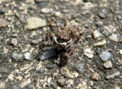 Salticidae