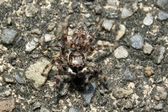 Salticidae