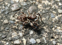 Salticidae