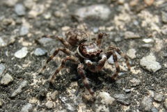 Salticidae