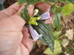 Strobilanthes auriculata dyeriana