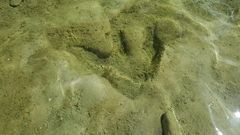Acrocanthosaurus atokensis