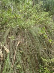 Andropogon bicornis
