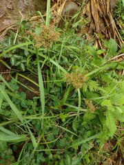 Cyperus javanicus